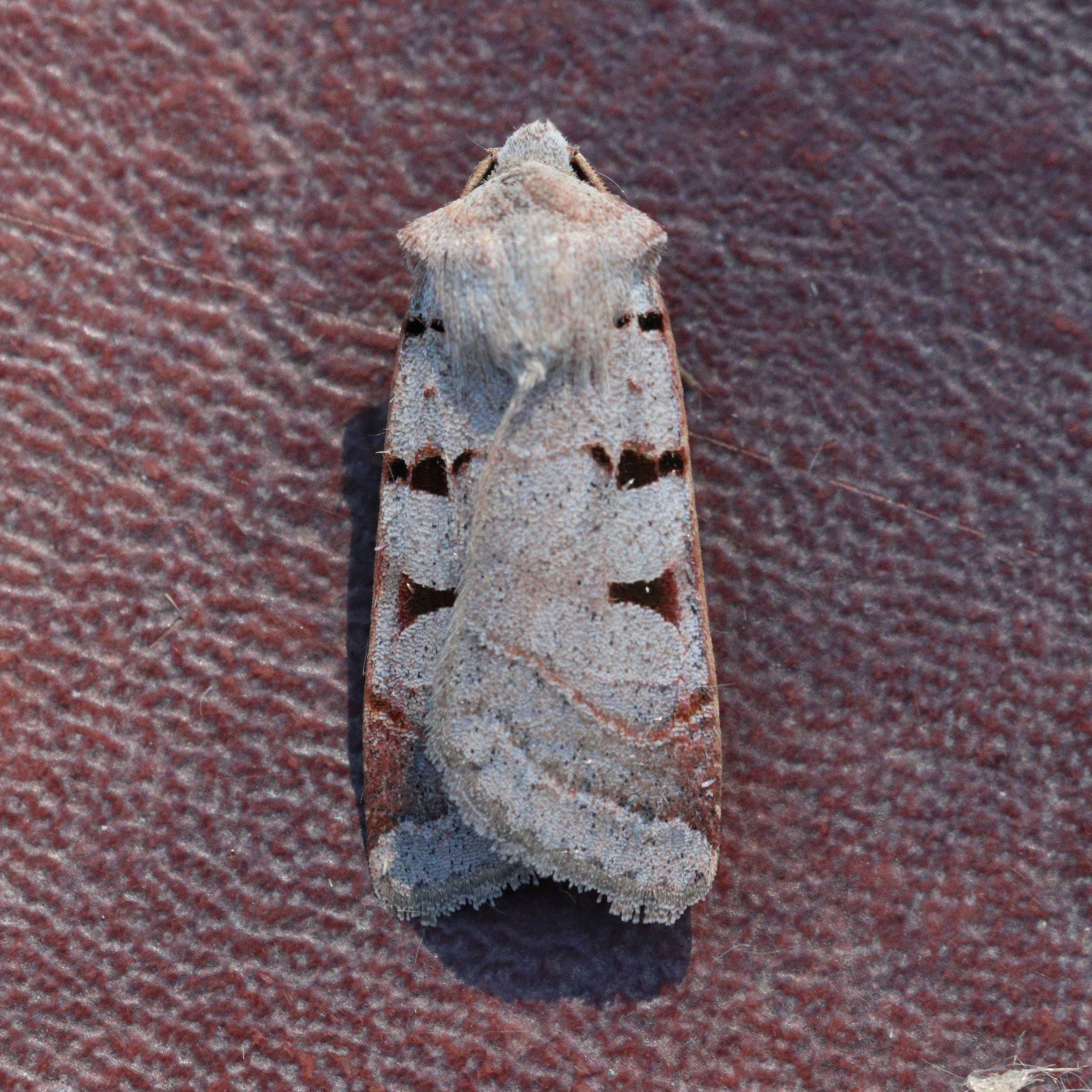 Photo of Autumnal Rustic (Eugnorisma glareosa)